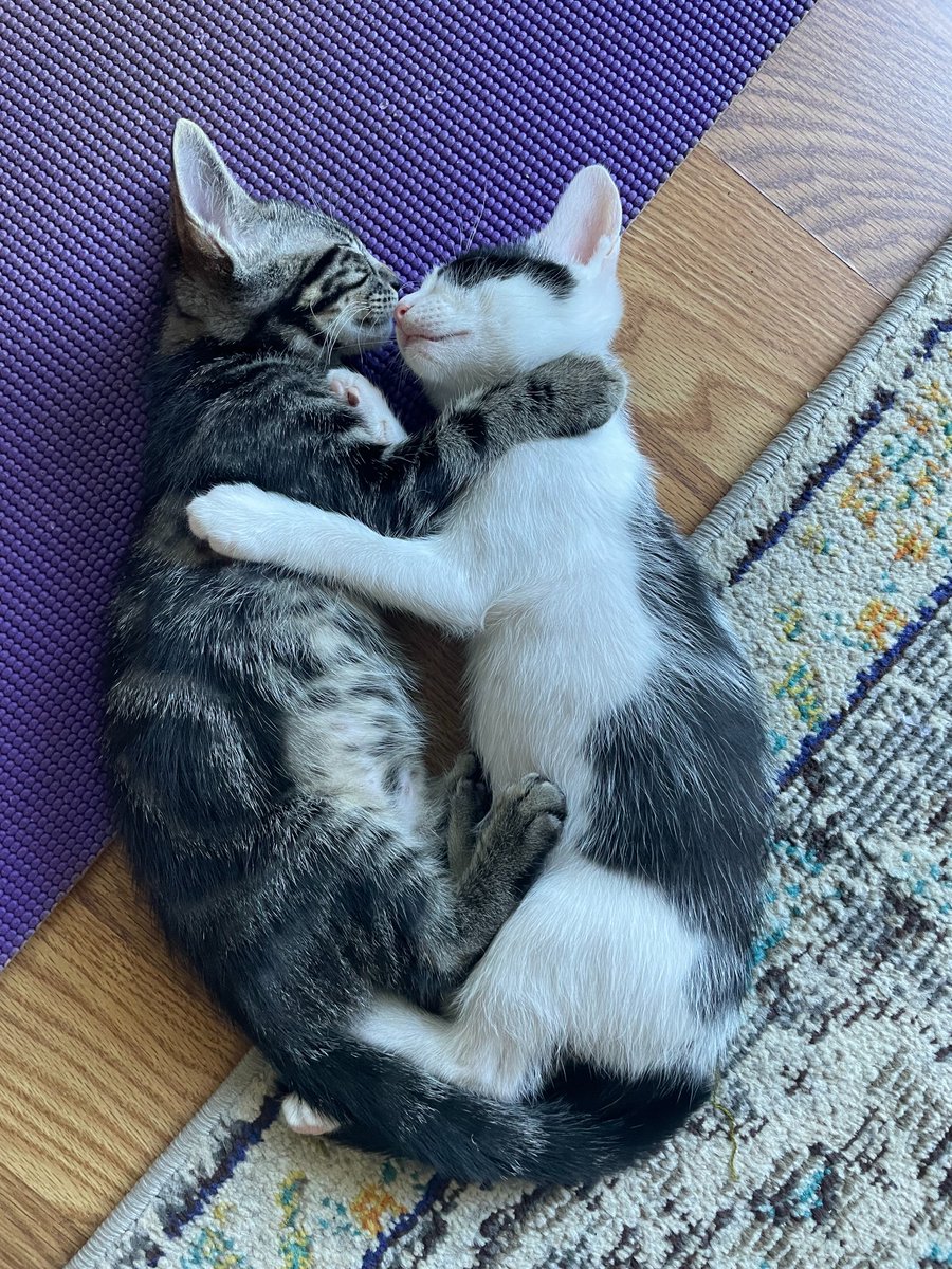 HartsonForCA's tweet photo. @TYTArmy3 Sister and brother rescued last summer... still besties 💞 https://t.co/Id6WxvyxJW