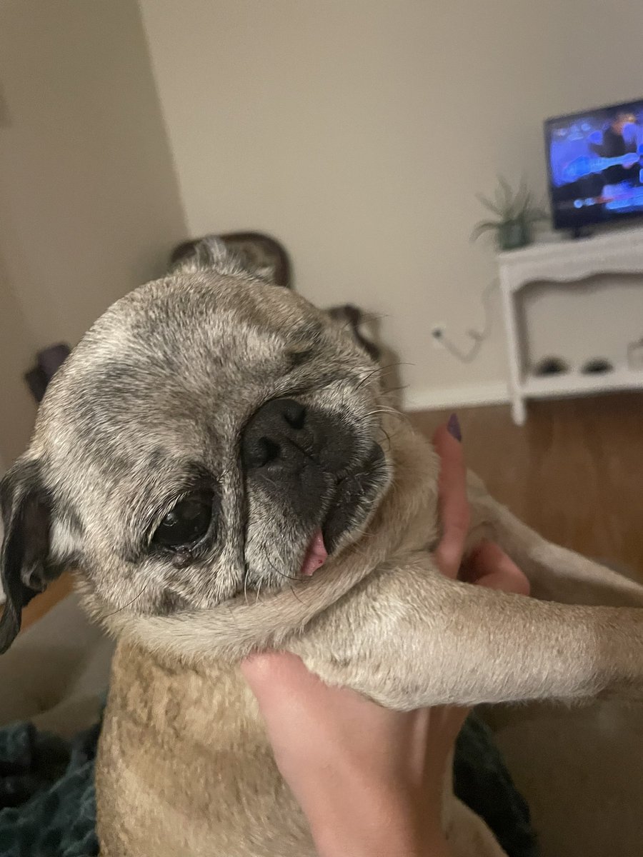 stephandrach69's tweet image. welcome to ihop (international house of pugs)