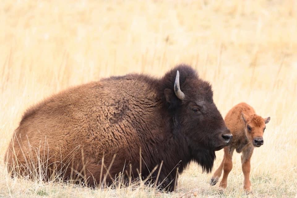 An event we always look forward to is welcoming the first bison calf of 2022! Born this morning. 🦬

📷 R. Featherman, USFWS volunteer