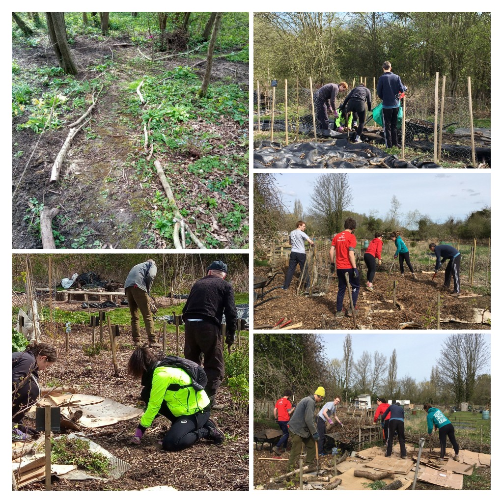 Thank you to all the volunteers who came to help and learn this Sunday at Marston Forest Garden <a href="/cpfallotments/">Court Place Farm Allotments</a> <a href="/MarstonCommuni1/">MarstonCommunityGardening</a>. Thank you for your continued hard work at MFG- Isobel, Anthony, Richard, Rhian, Marian, Simon, Macca <a href="/GGOxford/">GoodGym Oxford</a> <a href="/BenjaminFozzy/">Benjamin Foster</a> and many more.