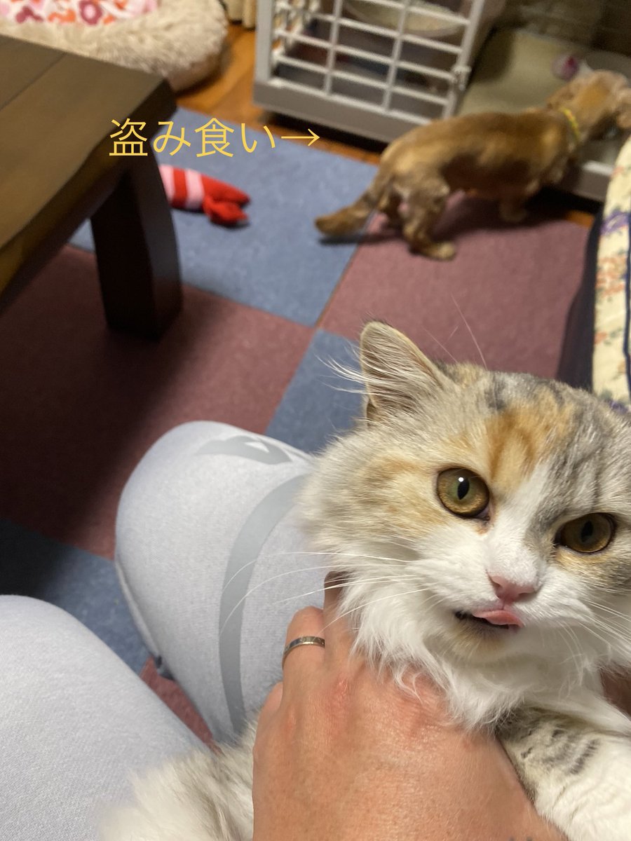 遊んでいる間に犬にごはんを食べられてしまう猫。