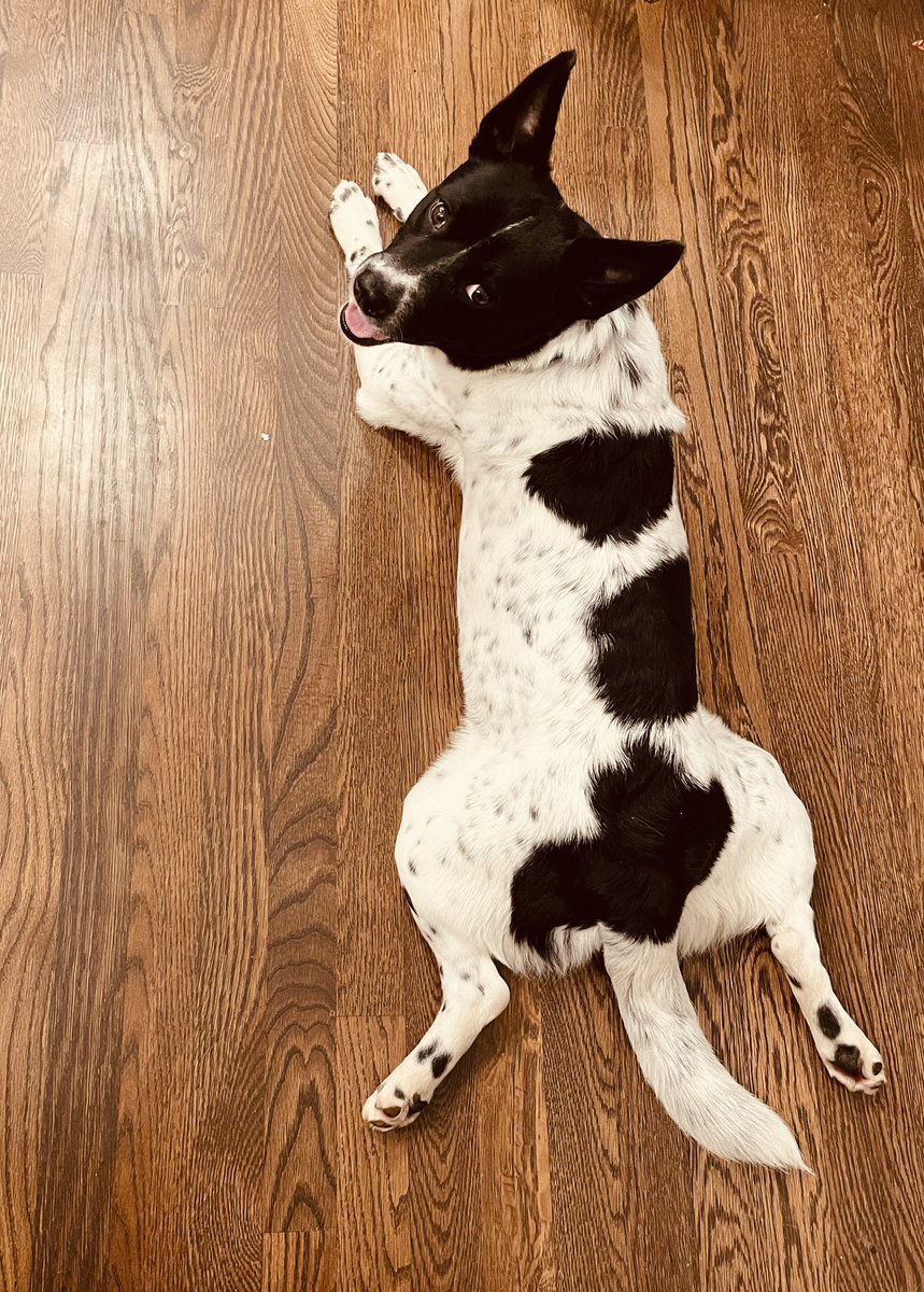 AmandaS_Todd's tweet photo. It’s hard to believe he only joined our family a few months ago but we couldn’t be happier with our adopted Bingo!  #NationalPetDay https://t.co/EhCcyuMsJq