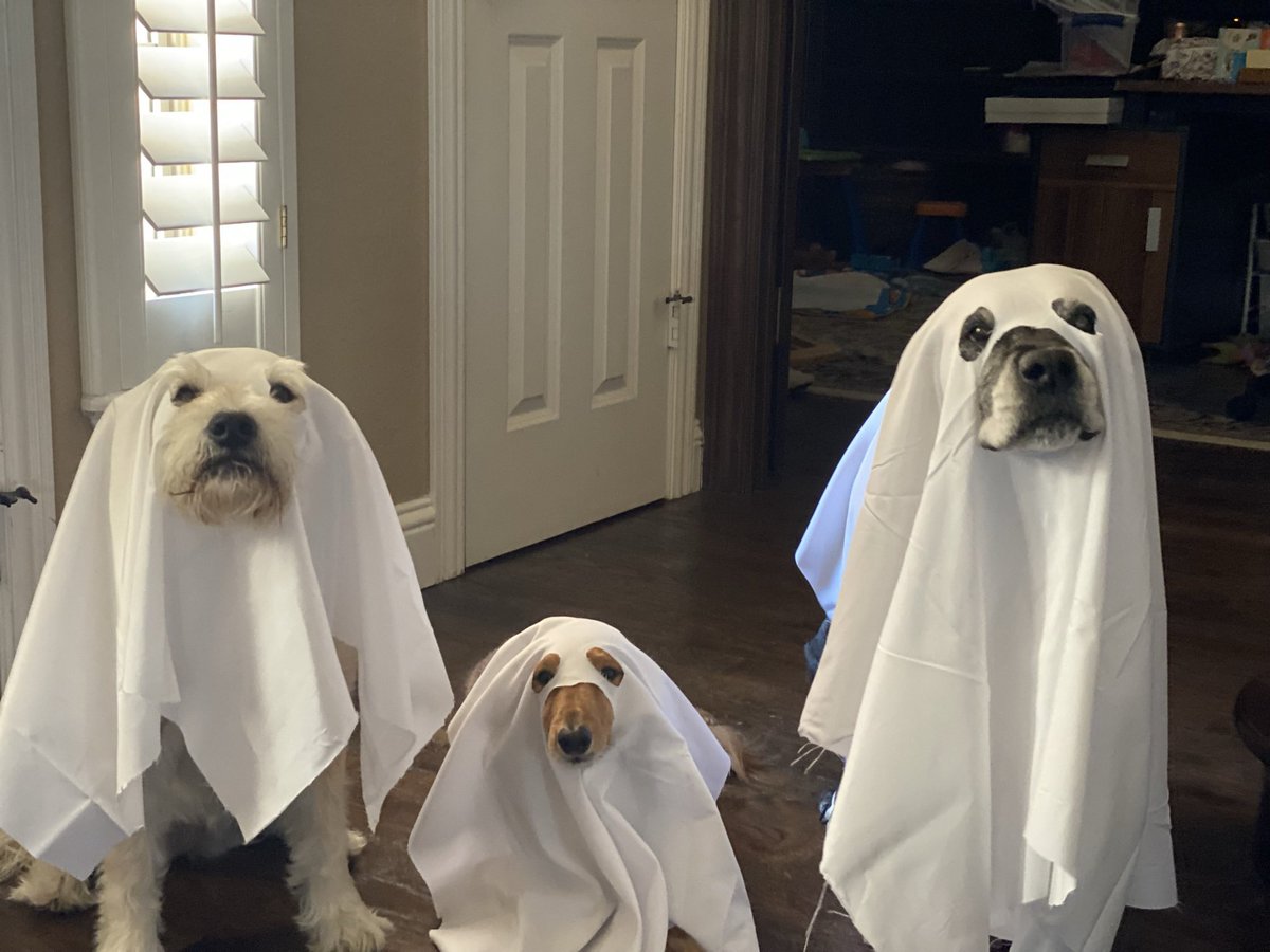 Jakefromtfbcare's tweet photo. @MsMarieDotCom Zoey, Oscar and Bella this past Halloween https://t.co/WZPuvYnOCp