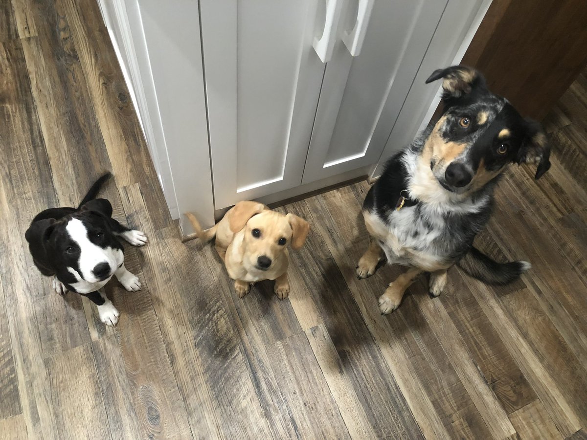 CGP0616's tweet photo. Because it’s #NationalPetDay and I currently have 3 #Dogs! The middle and left are up for adoption! #DogsOfTwitter #AdoptDontShop #RescueDogs #Puppies https://t.co/ZbhP2DSCkd