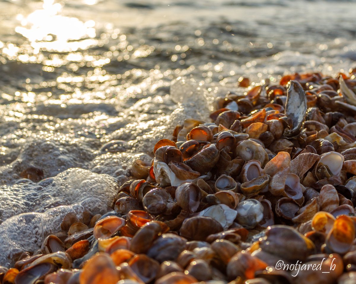 notjared_b's tweet image. #AprilTextureChallenge beachy.