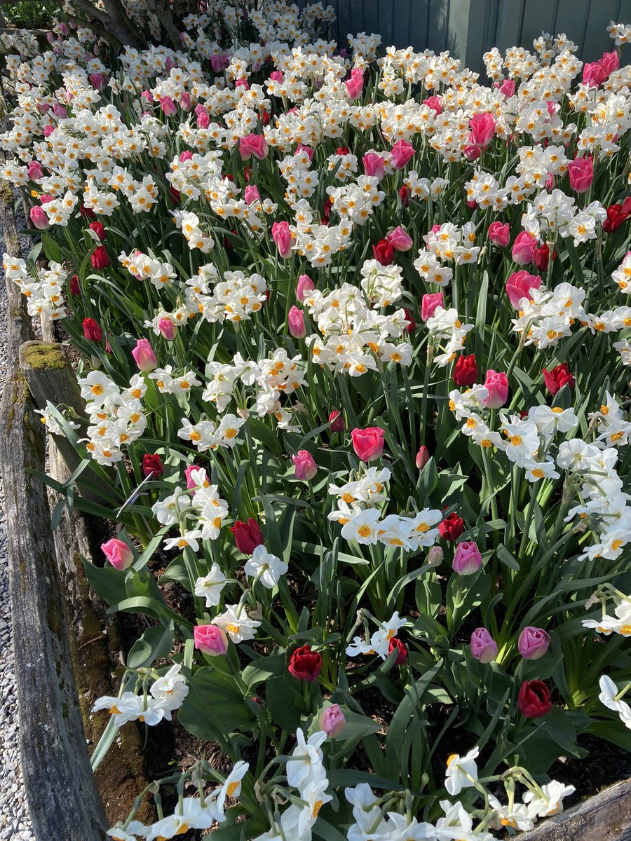 proudmolly's tweet photo. The tulips are beautiful! Almost as good as Amsterdam ❤️ https://t.co/g5Wm5jOqLy