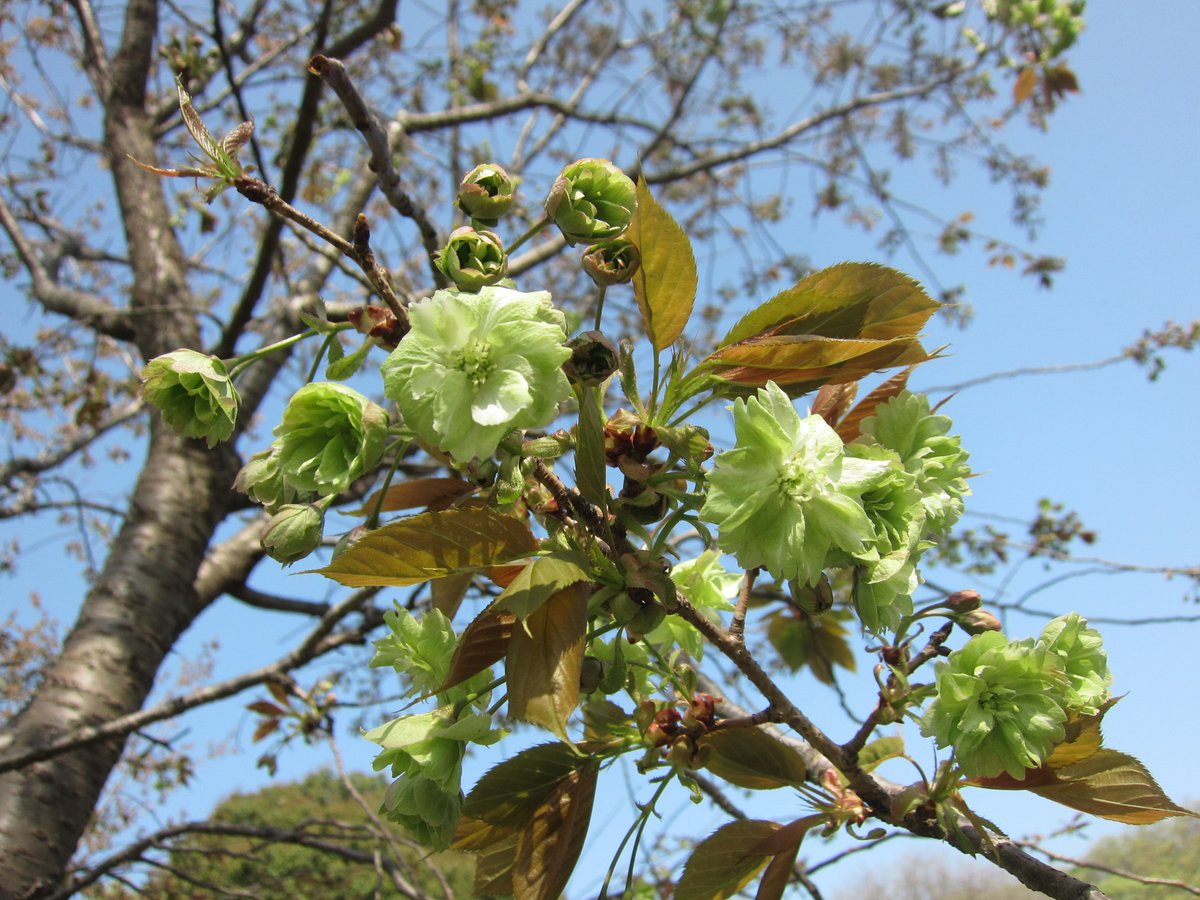 おはようございます 平成記念館の近くにある ギョイコウ が開花しました 珍しい黄緑色の花を咲かせる八重桜です こどもの国花情報22春 青葉区 青葉区民ニュース