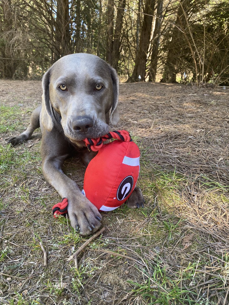 delaneyfree3's tweet photo. @SOBSliders Sterling🥰 https://t.co/ObWoWQNv47