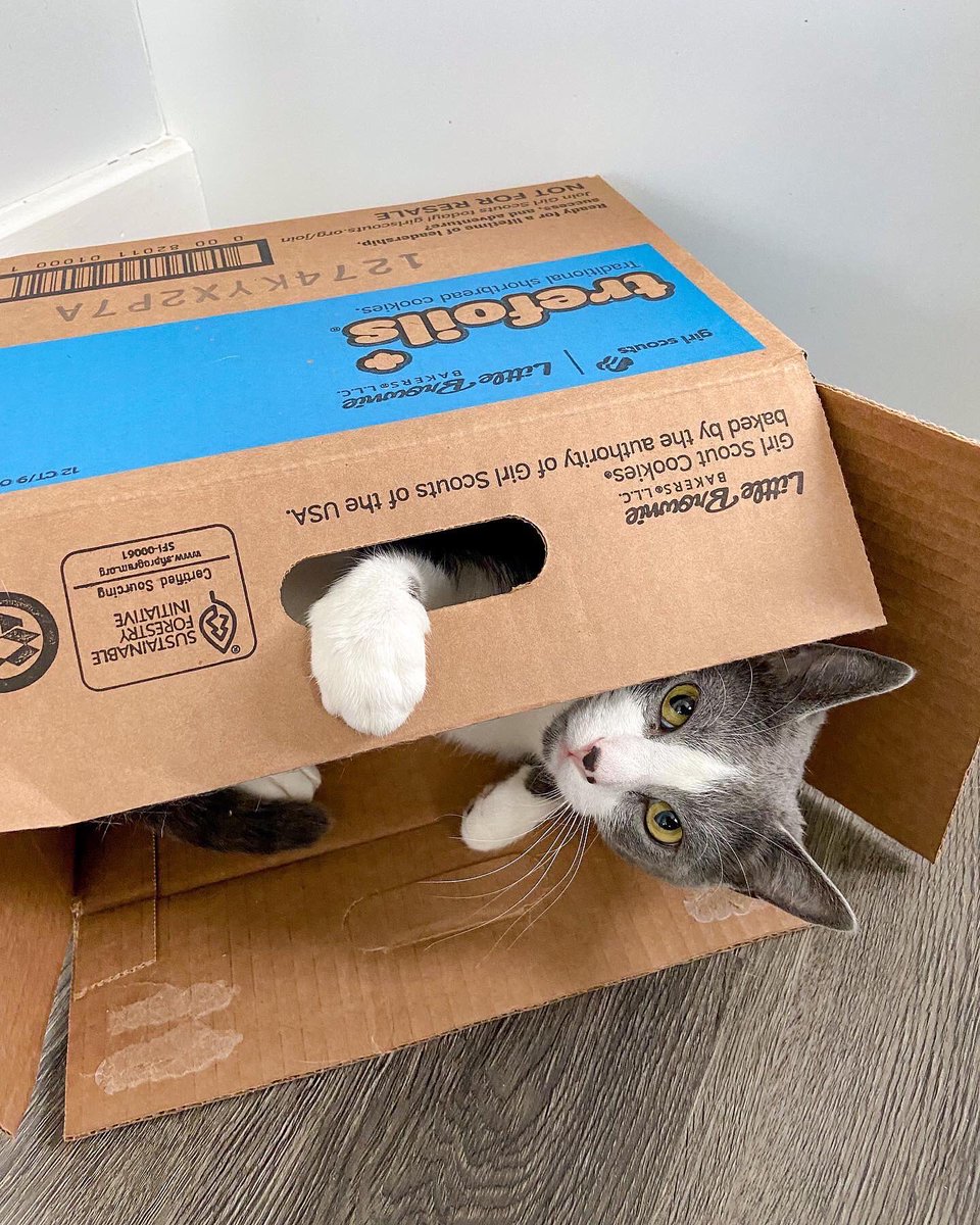 Happy #NationalPetDay ! 

If you can support my website, I would greatly appreciate it! thepuppurr.com

The more submissions, shares, and overall more engagement on the website significantly help! 
 
#CatsOfTwitter #cats #community #help #Caturday