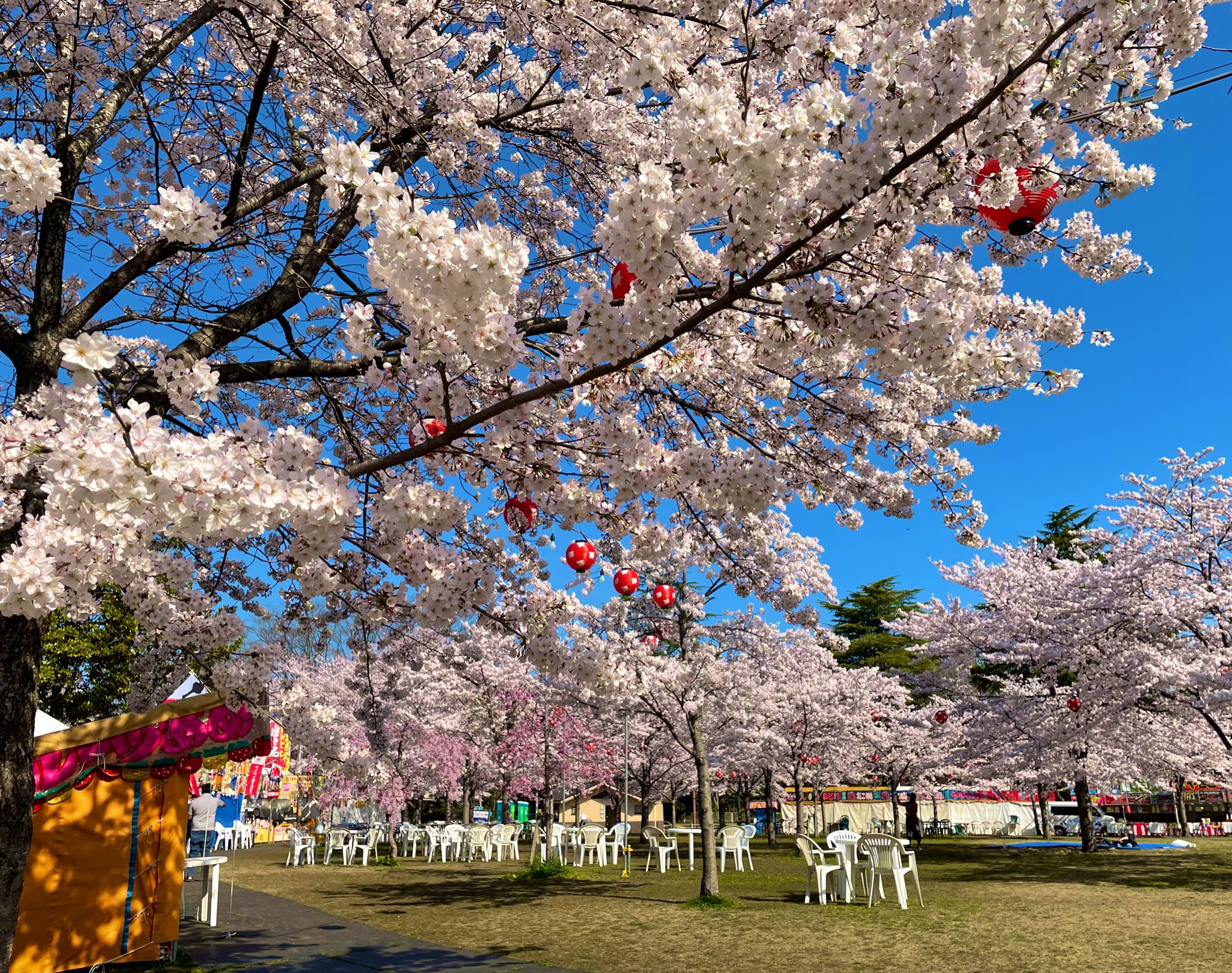 西公園お花見 Sendai Ohanami Twitter