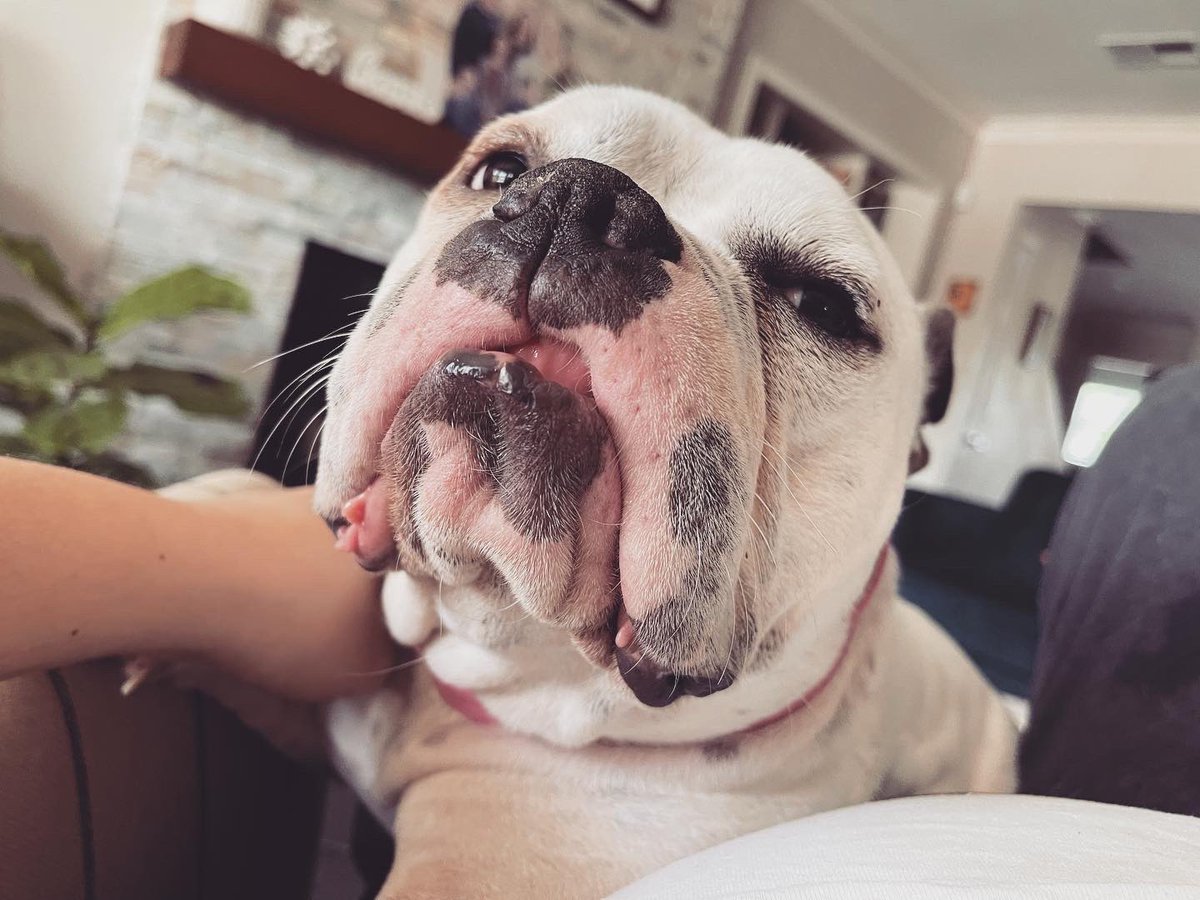 crookhaley's tweet photo. @elfcosmetics Isabel my rescue Bulldog/Bully mama https://t.co/vI3uqsZ9V6