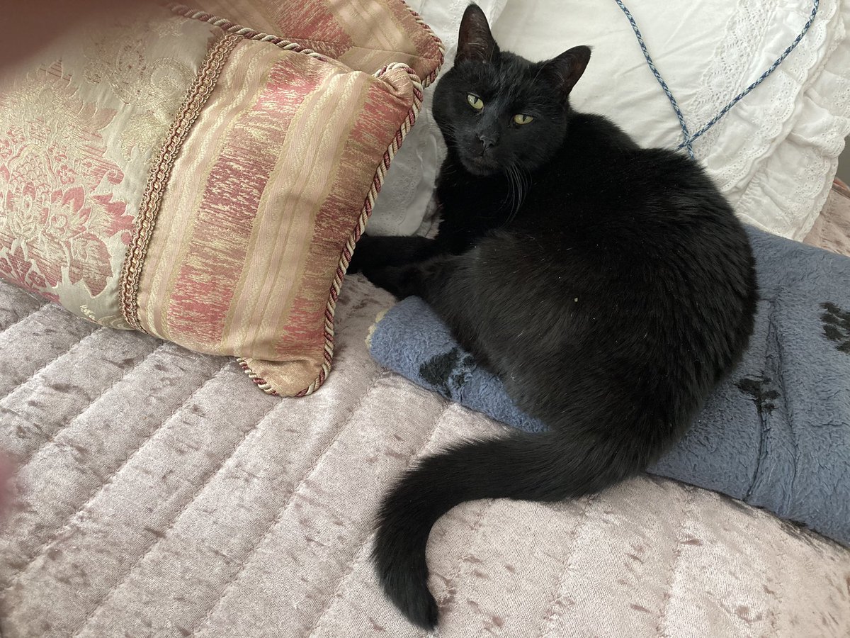 Happy national pet day from our lab Sophie and our cat jet.  #NationalPetDay