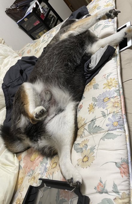 ついに20kgを超えた犬種:豆柴の三男 