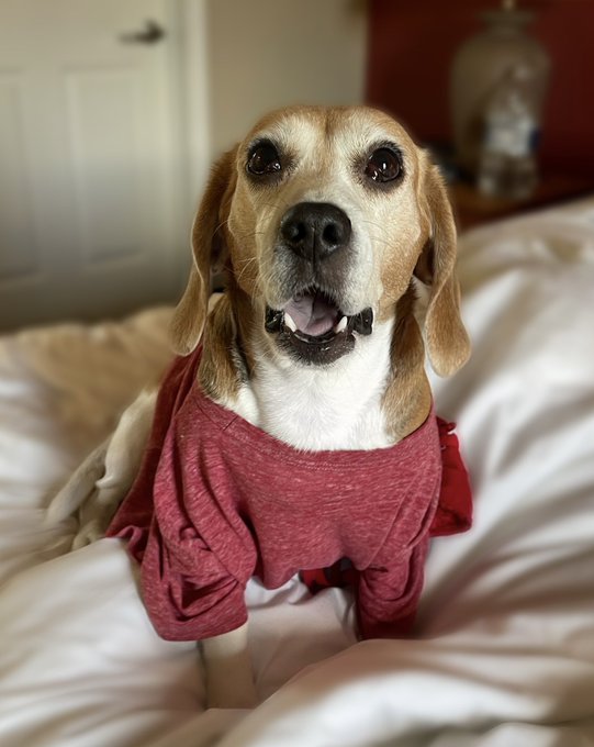 My sweet baby is all grown up! Today is her 9th birthday and I think she deserves to be worshiped too<a href="/tag/mvsales"class="tags"><span>#mvsales</span></a>