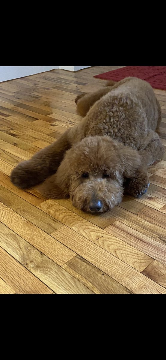 Prancer01862779's tweet image. Mom says I is da cutest boy and my fur feels like velvet. Today was my first time going to da groomer. I didn’t like da hair dryer much.