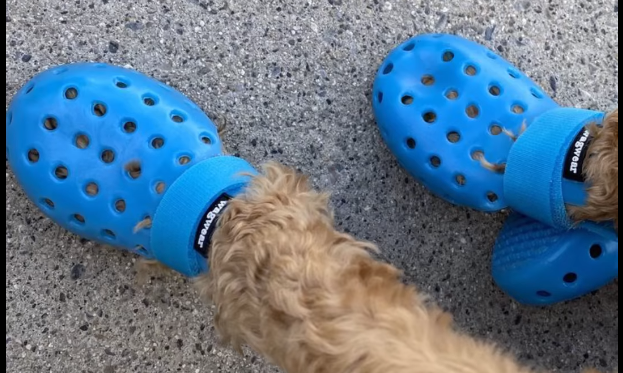 Kanpii's tweet photo. @KaisaSolstys  KAISA
DOG CROCS ??? https://t.co/EljIO1LRQS