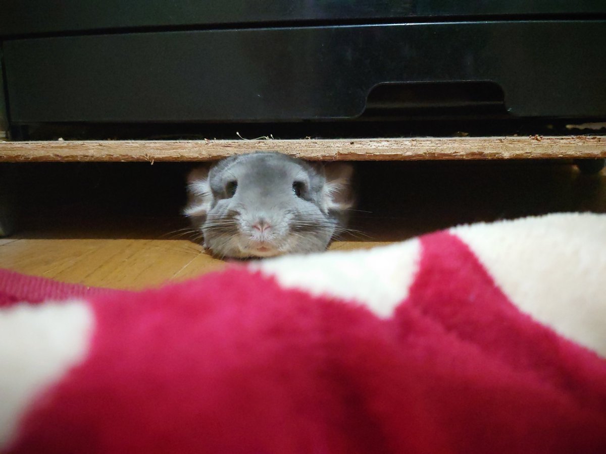 Csumirechan1215's tweet photo. \  ニュン  / https://t.co/VDa9MGf3eh