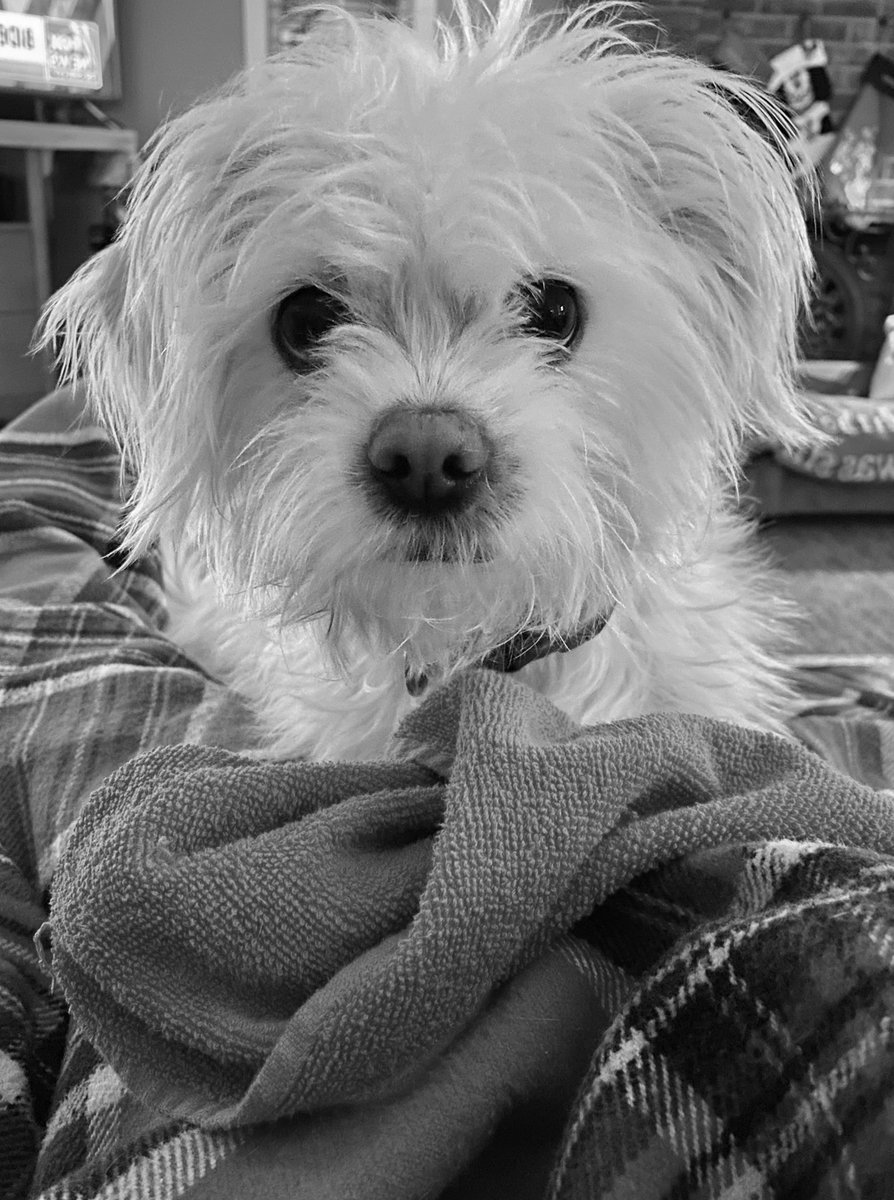ellsulfre's tweet photo. Meet Big Papi!  #NationalPetDay 2022 https://t.co/WKjYFmmEPk