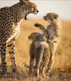 kilibound's tweet photo. Watch one of nature's great spectacles in the region of incredible natural beauty with a fantastic wildlife experience in the beautiful Tanzania.
See More - https://t.co/dQQQRJ6WxV
#kilibound #adventure #tanzaniasafari #africansafari #tarangire #serengeti #serengetimigration https://t.co/YfY7EOhaaK