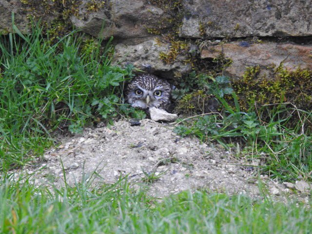 JohnHansford67's tweet image. This is one of the most unexpected and unusual photos i’ve taken. A Little Owl in a tiny hole on the ground taking shelter from this mornings intense rainfall.