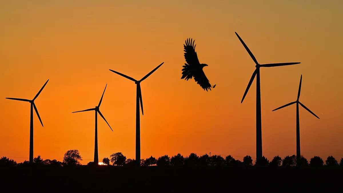 NEW PAPER in #ornithology uses #telemetry data of #raptors and #storks to identify areas where the collision risk with #windturbines and #powerlines is greatest in Europe: buff.ly/3KyHfii