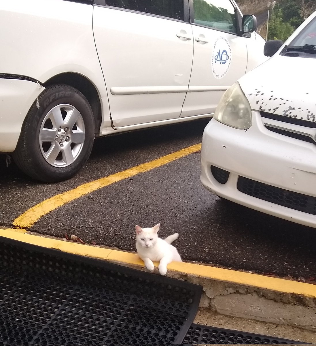 AreciboCats's tweet photo. @VRubinObs Here's Polaris. One of our Observatory cats. https://t.co/XA4fWhDTkm