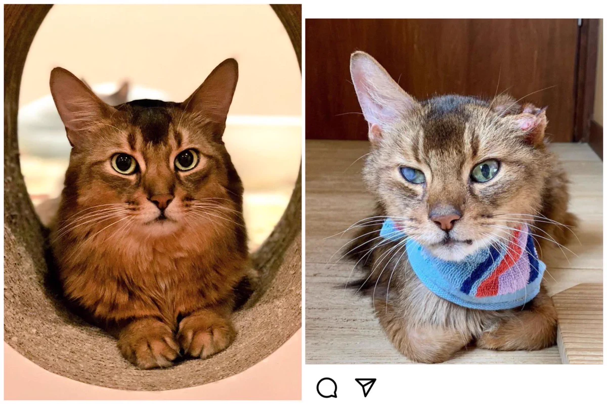 絶対に許せない。里親に出した猫2匹が虐待されたあげく棄てられていた