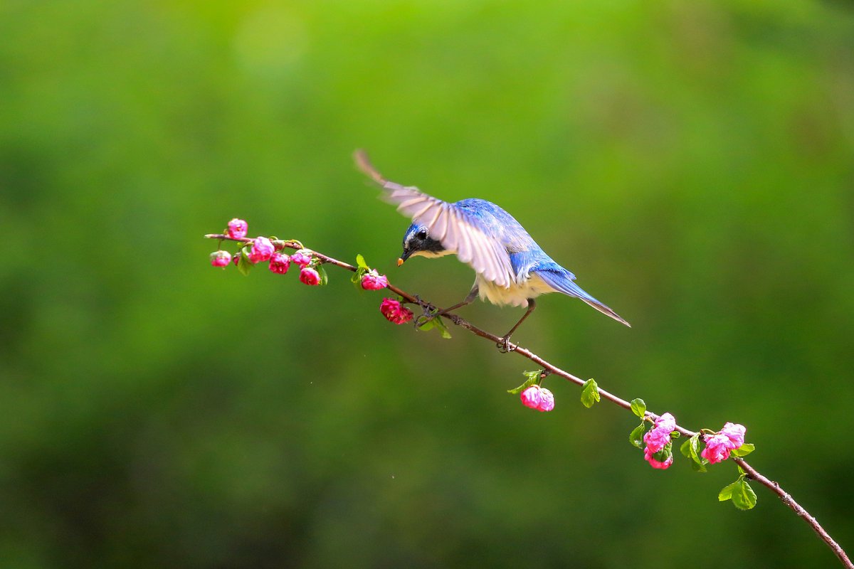 PDChinaLife's tweet photo. Flavor of flower: A red-flanked bluetail feeds on tiny red flowers while feasting its eyes on surrounding scenery in Tongzhou District, Beijing. https://t.co/h7eKa62GjT