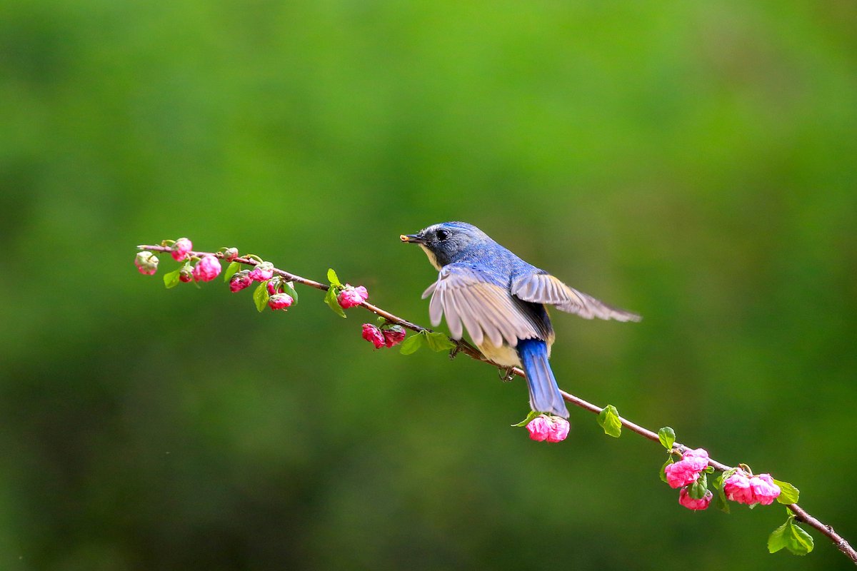PDChinaLife's tweet photo. Flavor of flower: A red-flanked bluetail feeds on tiny red flowers while feasting its eyes on surrounding scenery in Tongzhou District, Beijing. https://t.co/h7eKa62GjT
