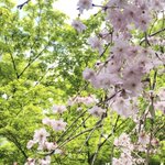 ツイートに含まれる画像