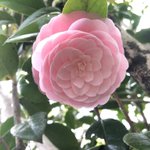 ツイートに含まれる画像