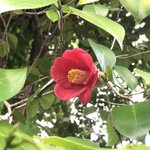 ツイートに含まれる画像