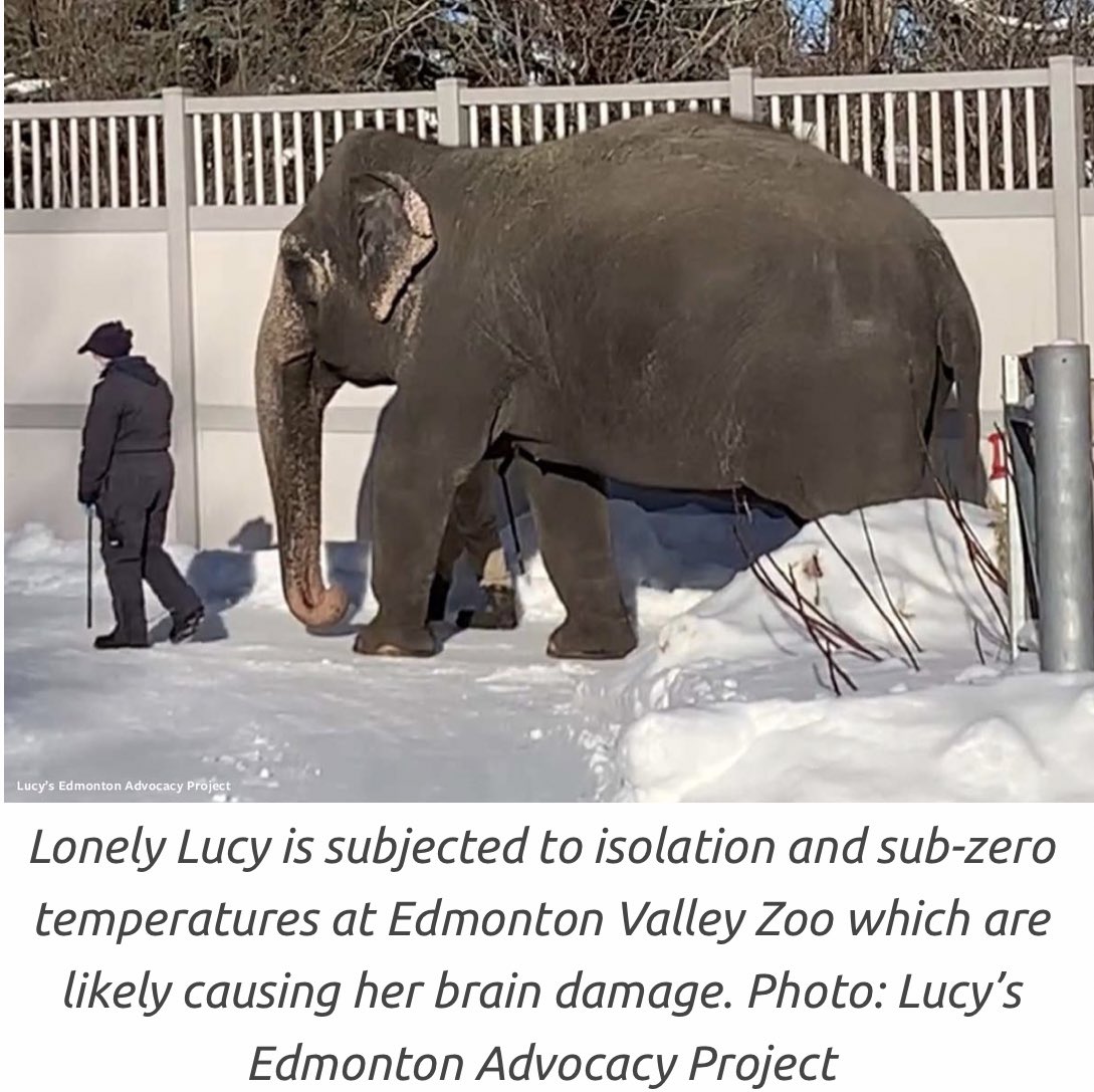 Lucy bears the scars of a survivor. But we now need to come together to give Lucy more than just an existence. 
Lucy needs a life and that life starts with a independent 🐘 assessment then sanctuary.
It’s Tuesday 🙏turn 🟪 for Lucy Twitter we must make 2022 Lucy’s freedom year💜
