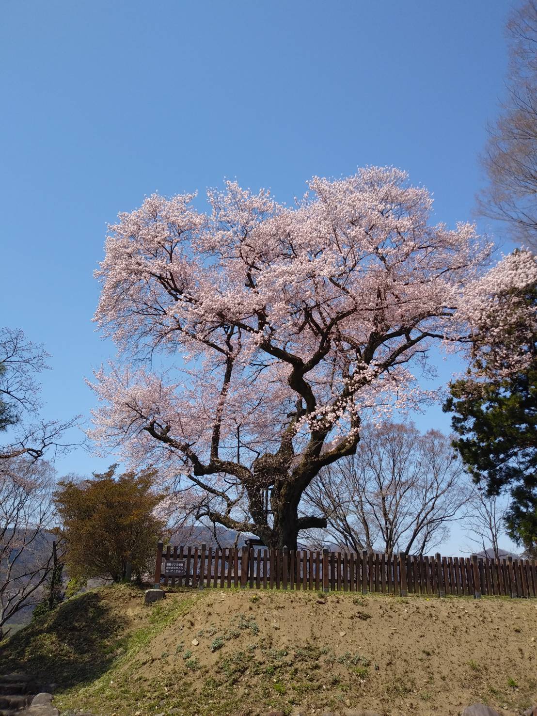 群馬県沼田市 サクラが満開です 文化財保護課 暖かくて一気に沼田公園のサクラが満開となりました サクラ と旧生方家住宅の取り合わせは 今だけの風景となります 沼田公園にお越しの際は 旧生方家住宅もよろしくお願いします 水曜日は休館日です