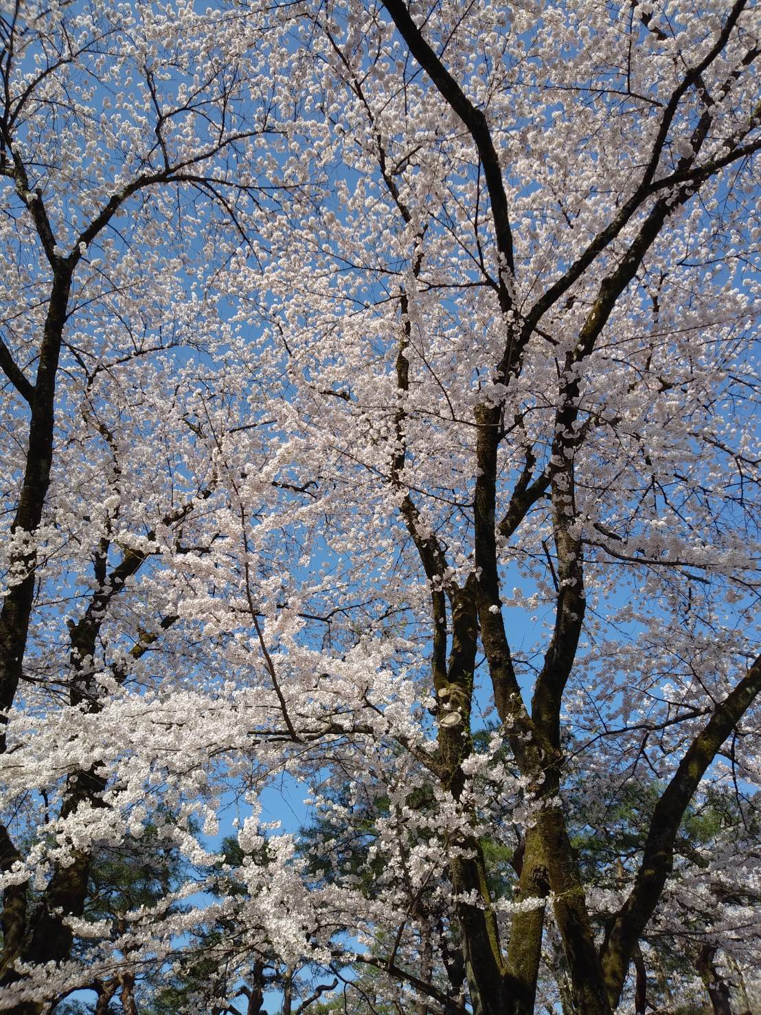 群馬県沼田市 サクラが満開です 文化財保護課 暖かくて一気に沼田公園のサクラが満開となりました サクラ と旧生方家住宅の取り合わせは 今だけの風景となります 沼田公園にお越しの際は 旧生方家住宅もよろしくお願いします 水曜日は休館日です