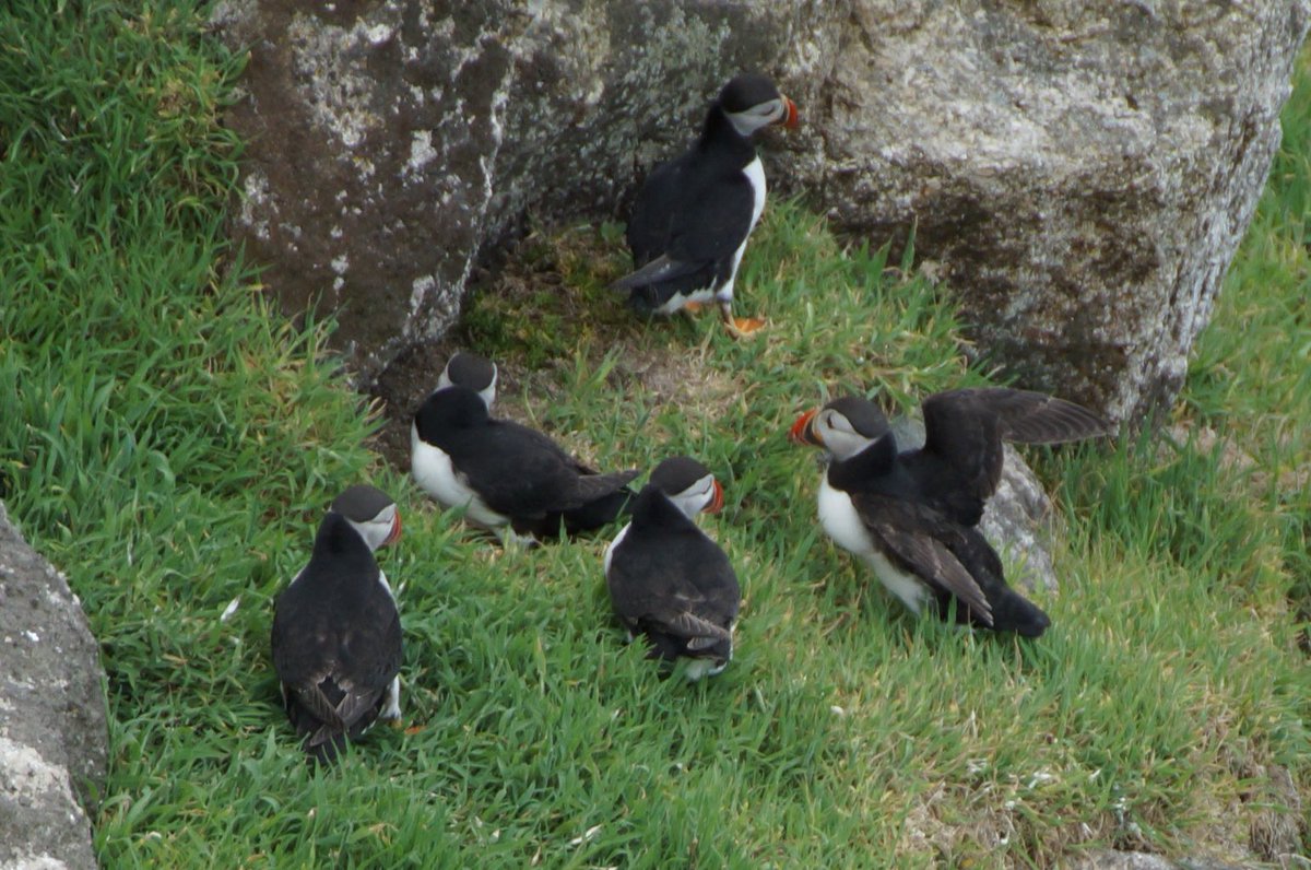 Just to do our little bit to raise awareness, we name all of our designs after endangered species. We still have a few of the smaller sizes remaining of our Atlantic Puffin design. This photo was taken #LundyIsland whose work to protect their habitat is fabulous #atlanticpuffin