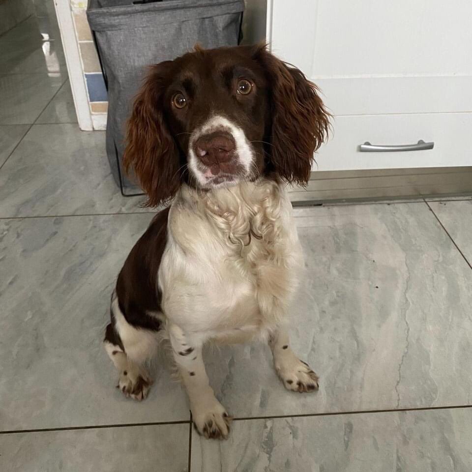 SpanielAidUK's tweet photo. Anka is available for adoption. Please refer to our website for her write up and apply if a suitable match 

https://t.co/oSkVNkK1of

#AdoptDontShop #spanielrescue 
#spanielaiduk https://t.co/JxSTJ9RoAq
