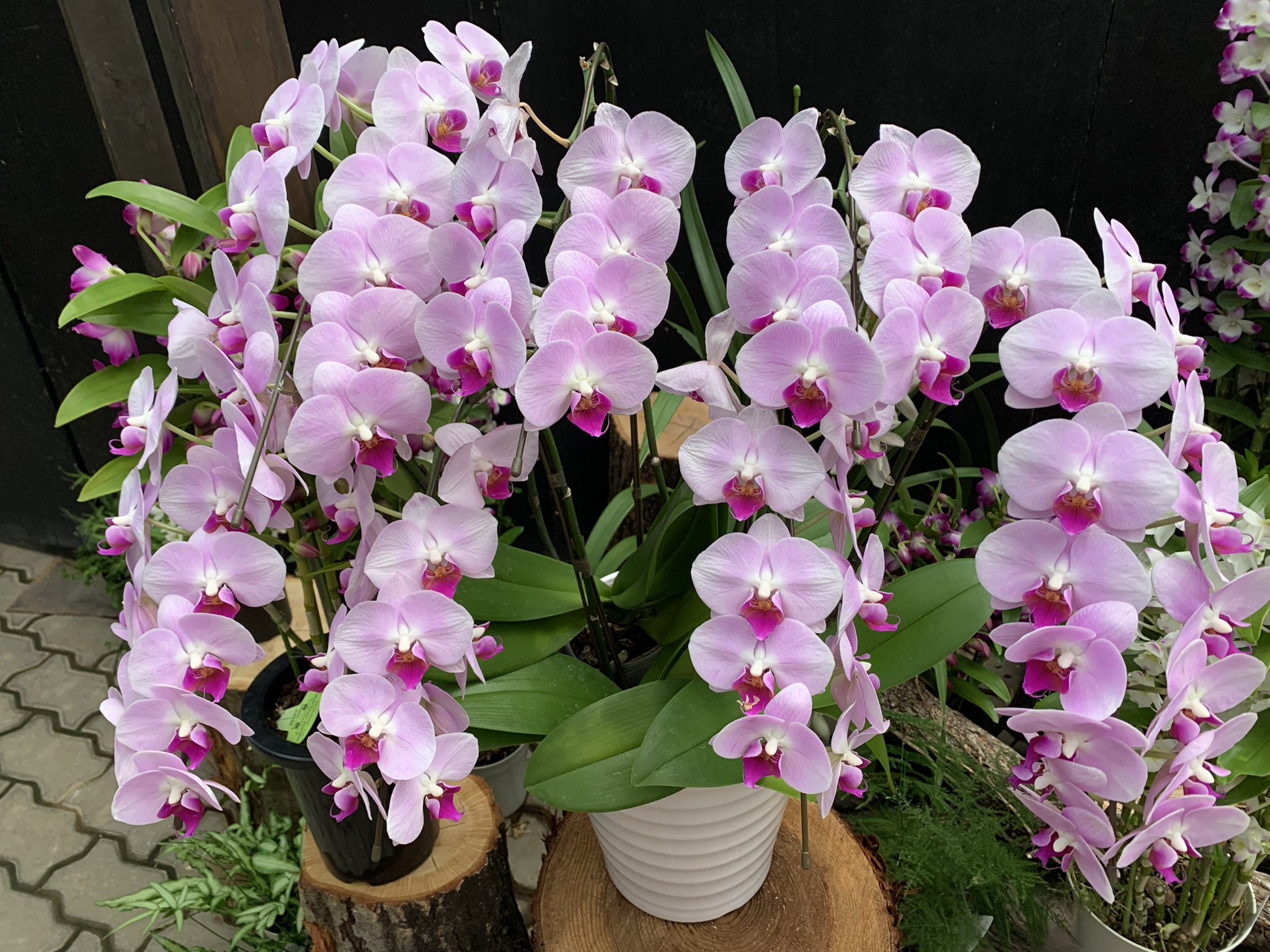 ランの花 Twitter Search Twitter
