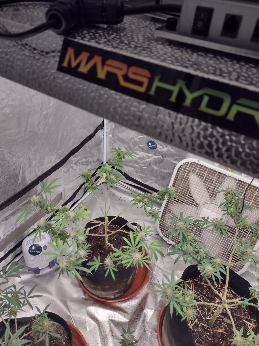 DjVisionaire's tweet photo. Trichromes are looking almost all Cloudy, starting to see some amber in them, Almost There! ☺️
🌱:@irvineseedco 
💡:@MarsHydroLight #Tsw2000
#GrowYourOwn #Mmemberville #CannabisCommunity #420community #420life #IrvineArmy https://t.co/IdMrI7JaGO