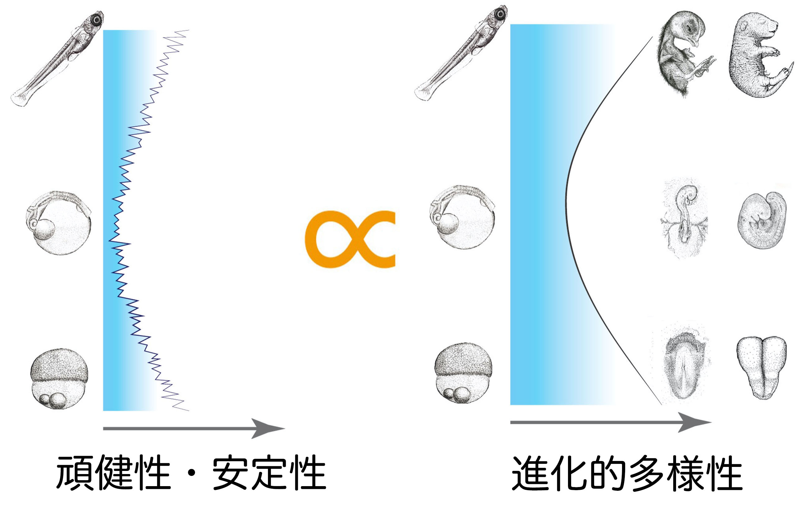 院試 解答例】東大 理学研究科 生物科学 修士 2018-2020年度