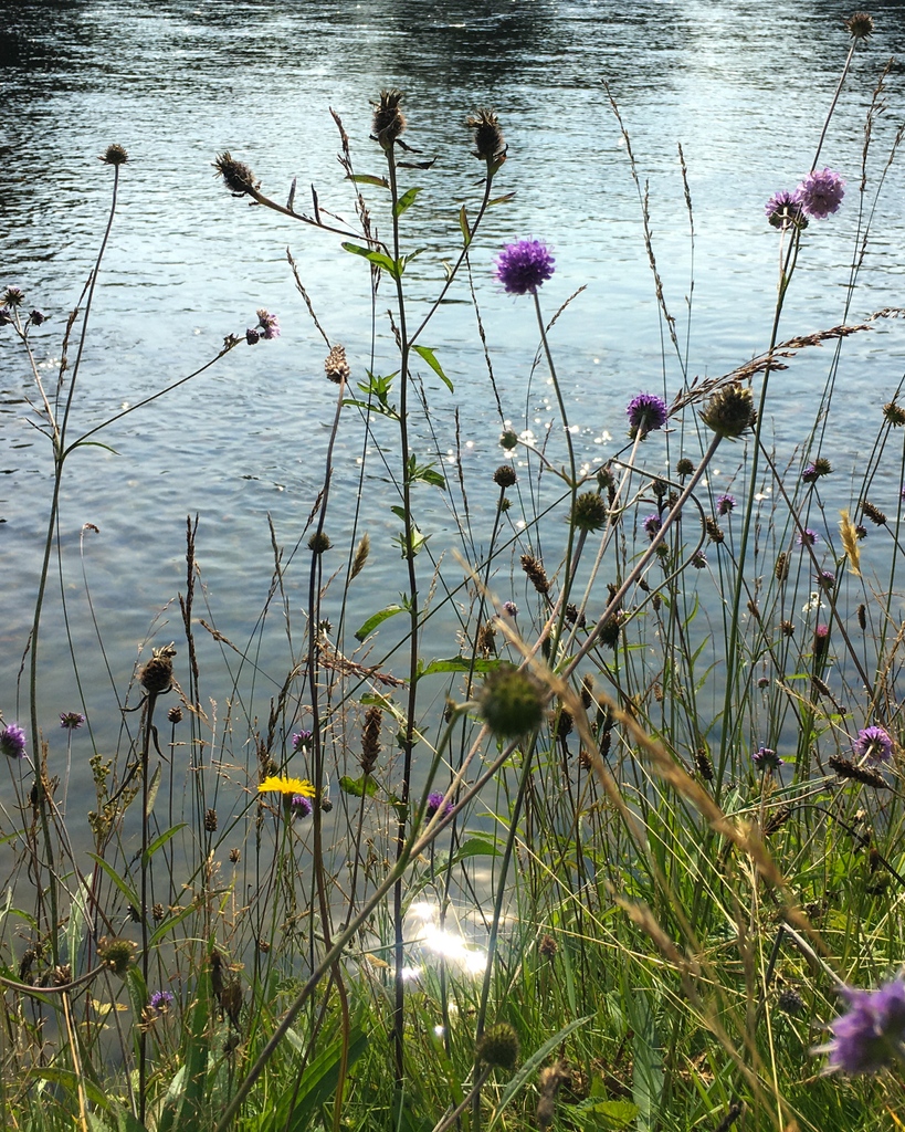 LocorumAnd's tweet photo. This water-side plant community on the bank of the river Ness features knapweed, scabious, and hawkbit. Each plant vies for light, water, and space but they ultimately work together for the prosperity of their ecosystem. #nature #wildlfowers https://t.co/1D6IgA3lUR