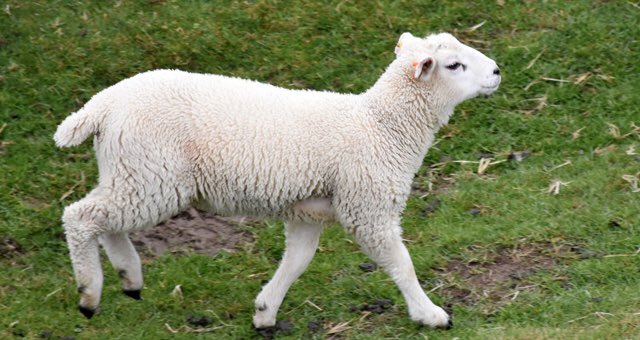 American Maps tweet media