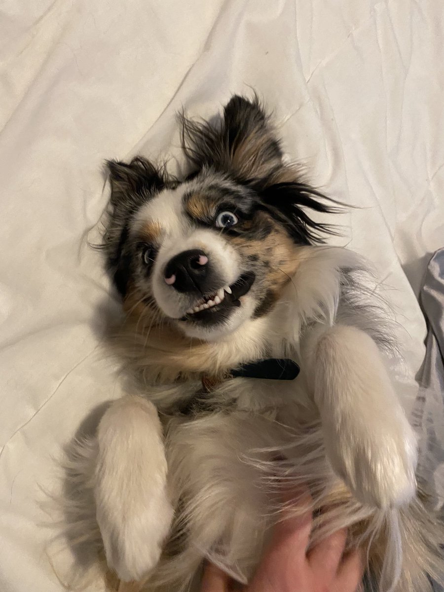 Monday vibes 🥴#dogsoftwitter #twitterdogcommunity