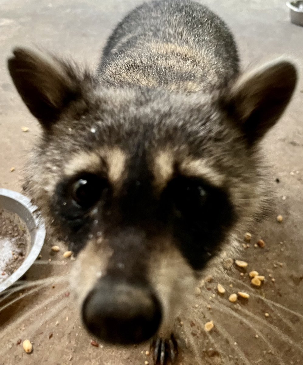 Boop the #nose #Raccoon #raccoons #cute #CuteAnimals #NationalPetDay #Lunchtime #beautiful #friends  <a href="/AngelaMowery4/">Creative Girl in Texas</a>
