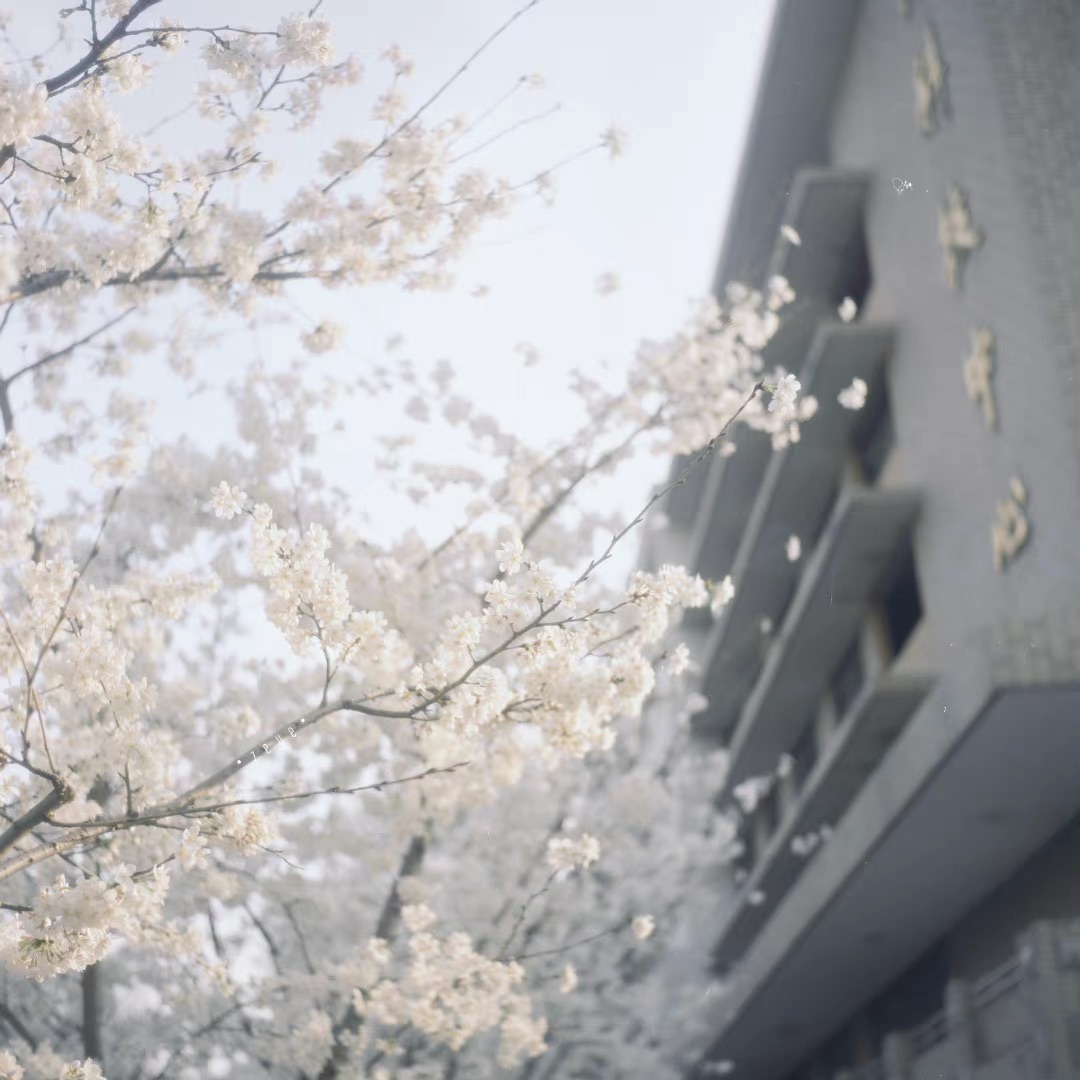 swhnetwork's tweet image. 绚烂又怡人