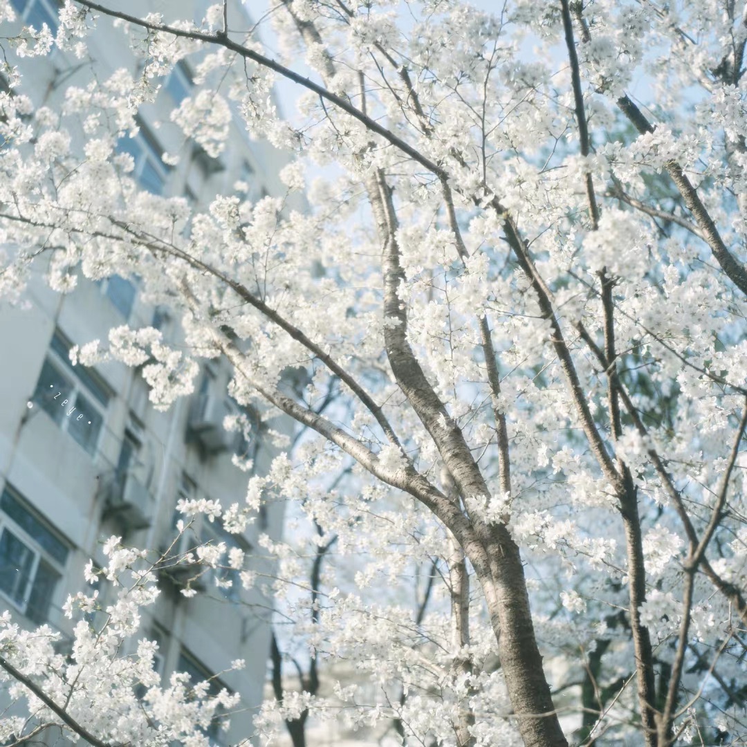 swhnetwork's tweet image. 一处芬芳