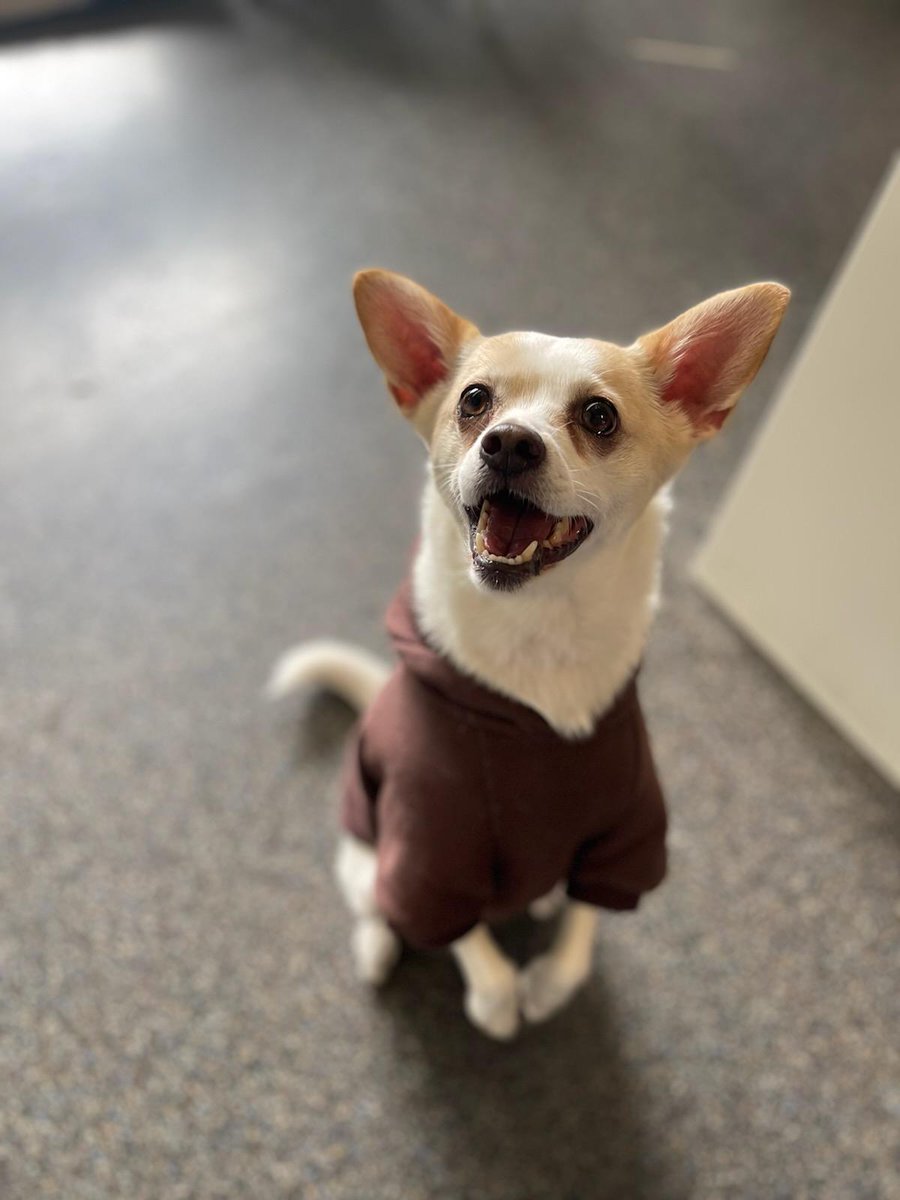 "Huzzah for staff dogs! We're just the best." 

#dogsoftwitter #dogs #pets #DogTwitter