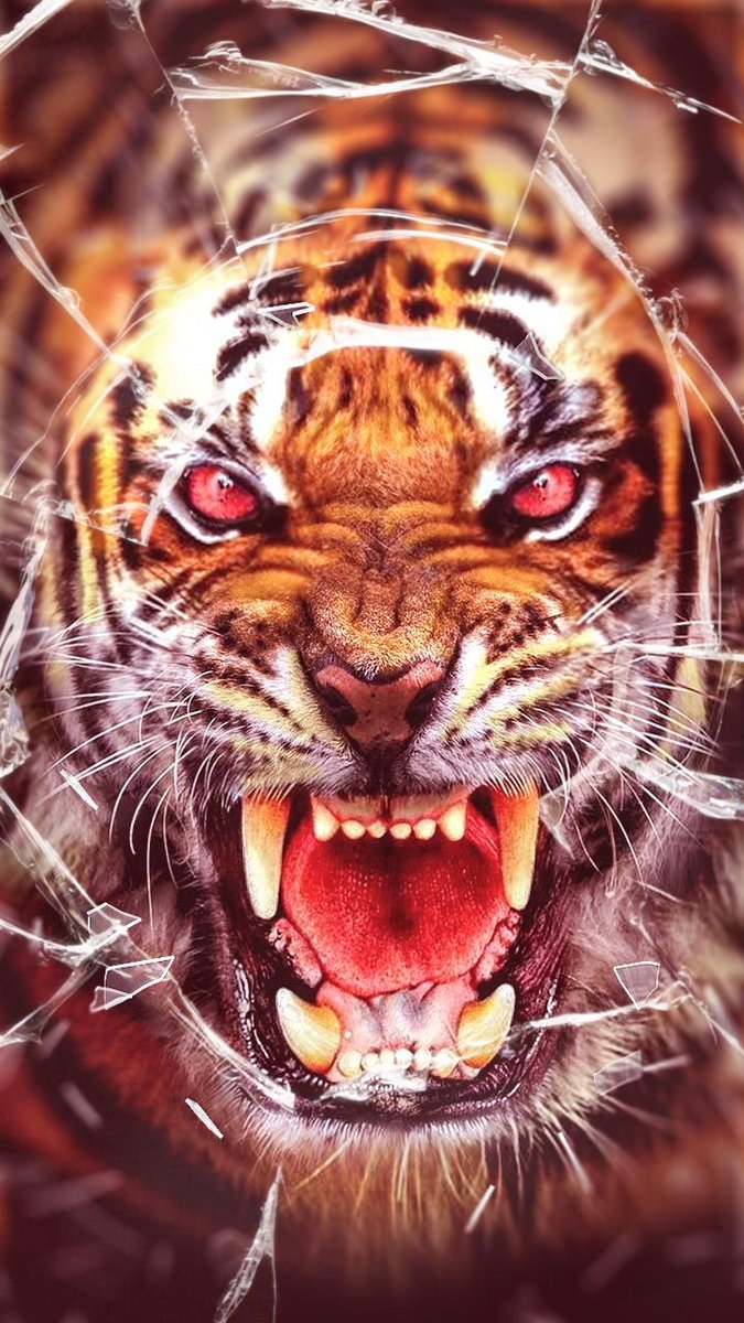 HedgeMoney💰🙅🏾♂️ (@kaihedgemon) on Twitter photo Took ALOT to just get here….ill NEVER stop. 🙏🏾⚡️🦔 #Big40 #40kal #KaiHedgemon #LSU #football <a href="/LSUfootball/">LSU Football</a> Took ALOT to just get here….ill NEVER stop. 🙏🏾⚡️🦔 #Big40 #40kal #KaiHedgemon #LSU #football <a href="/LSUfootball/">LSU Football</a>