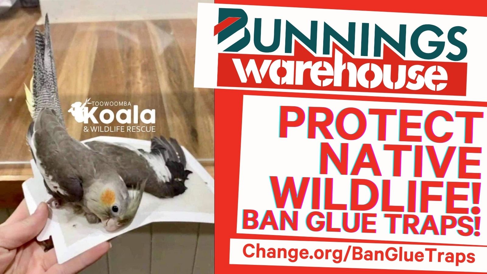 Australia on Twitter "Every week innocent animals, like