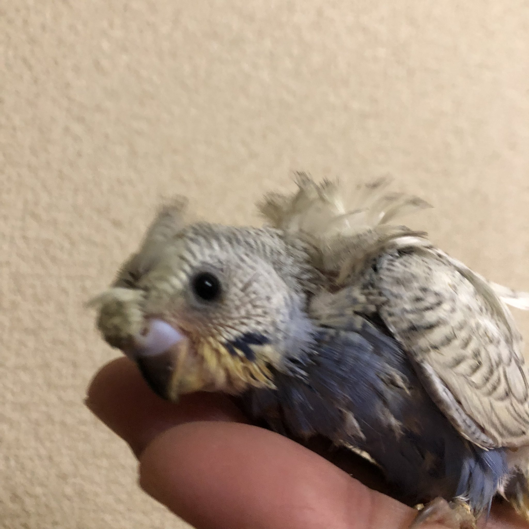 Tuffy 11tuffy Twitter